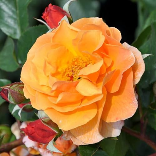 Strauchrose „Arabia" (Premium) - dunkelorange blühende Topfrose im 6 L Topf - frisch aus der Gärtnerei - Pflanzen-Kölle Gartenrose
