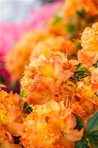 Rhododendron 'Gibraltar' 40–60 cm – Winterhart, Mehrjährig, Pflegeleicht – Sommergrüne Azalee – Blütenstrauch für Garten & Beet