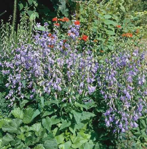 Rapunzel-Glockenblume im Topf Campanula rapunculoides winterhart mehrjährig | 30-100 cm hoch, violette Glocken, Juni bis August, sonnig bis halbschattig, Naturgarten, winterhart bis -34 °C