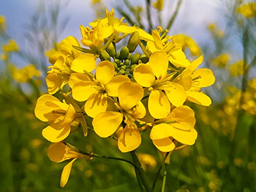3000 Samen Gelbsenf Weißsenf Sinapsis alba Bienenweide Gründüngung Wildblumen