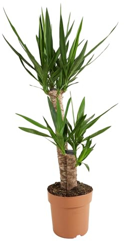 Bloomique - Yucca Elephantipes - Elefantenfuß-Yucca - Palmlilie - Zimmerpflanzen - Pflegeleicht - Luftreinigend - Höhe 80-100 cm - Topf 21 cm
