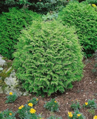 Lawsons Scheinzypresse 'Globosa' 25-30 cm Topf Chamaecyparis lawsoniana | kugelig, kompakt, langsamwüchsig, blau-grünes Nadelkleid, sonnig bis halbschattig, Steingarten, Kübel, winterhart bis -20 °C