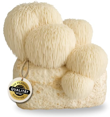Hawlik Pilzbrut - Pilzzuchtset für Lion's Mane/Hericium erinaceus - BIO Pilzkultur für den einfachen Anbau Zuhause - Igelstachelbart Pilze züchten Set