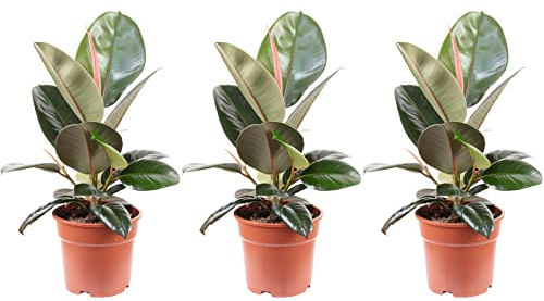 3er-Set Gummibaum - echte Zimmerpflanze, Ficus elastica 'Robusta' - Höhe ca. 50 cm, Topf-Ø 17 cm
