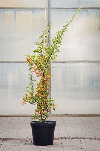 Feuerdorn 'Orange Glow' 125 cm Pyracantha coccinea winterhart immergrün | Pyracantha coccinea, dicht verzweigt, weiße Blüte im Frühjahr, orange Beeren, Sichtschutzhecke, winterhart