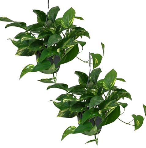 Efeutute | 2er-Set | Epipremnum aureum | ca. 30-35 cm | ø 12-15 cm Topf | Pflegeleichte Zimmerpflanzen für Wohnung und Büro | Qualität vom Pflanzen Profi | Ideale Raumbegrünung