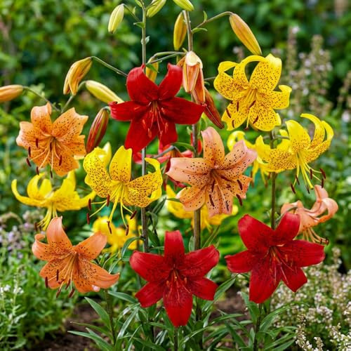 Lilien Zwiebeln Winterhart Mehrjährig - Tiger Lilien Kollektion - 15 Zwiebeln - 5 Sorten/Farben, Winterharte Lilienzwiebeln Mischung aus Holland (große Knollen, kein Samen, nicht künstlich)