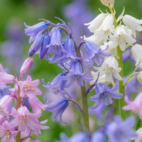 Glockenblumen Blumenzwiebeln - 50 Zwiebeln - Spanisches Hasenglöckchen | Hyacinthoides Hispanica, 5 Sorten, Echte Pflanzen aus Holland, Für Garten, Töpfe und Balkon (kein Samen, nicht künstlich)