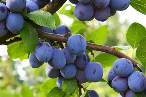 1 Pflaumenbaum Königin Viktoria 120-150cm im Topf Obstbaum Pflaume Prunus domestica, sichere - früher Ertrag – winterhart, robust & ideal für Garten & Kübel
