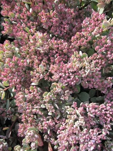 Japanische Fetthenne - Sedum cauticola - Felsen-Fettblatt - Himalaya-Fetthenne Verpackungseinheit 1