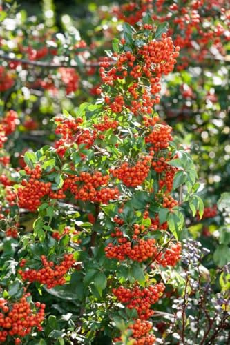 Feuerdorn 'Mohave' 40-60 cm Topf Pyracantha winterhart immergrün | Weiß blühend Mai bis Juni, dornentragend, Zierfrucht, sonnig bis halbschattig, Sichtschutzhecke, winterhart bis -20 °C