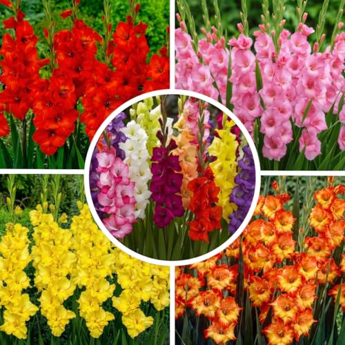 FLORIUM - Gladiolen Zwiebeln Super Kollektion (50 blumenzwiebeln) | Exklusivmischung pflanzen aus Holland | 7 Sorten/Farben | Mehrjährig Dekoration für Garten, Balkon (keine Samen, nicht winterhart)