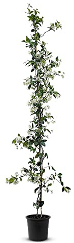 Tropictrees - Trachelospermum Jasminoides - 200cm - Winterhart - Sternjasmin - toskanischer Jasmin -Weiß - 1 pcs