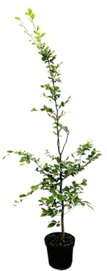 Rotbuche Fagus sylvatica 150-175 cm Heckenpflanze winterhart