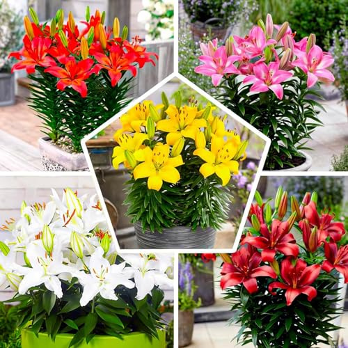 Lilien Zwiebeln Winterhart Mehrjährig - Matrix Garten Lilien Kollektion - 15 Zwiebeln - Mix aus 5 Sorten, 3 von jeder Farbe, Blumenzwiebeln Mix aus Holland (kein Samen)