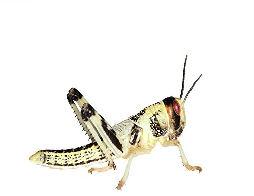Feeders & More - Heuschrecken - Wüstenheuschrecken MITTEL - 50 Stück - Lebendfutter Insekten Wuestenheuschrecken - Futter für Reptilien, Bartagamen und Amphibien - Futterinsekten & Haustierfutter