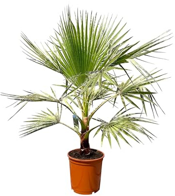 Sunny Tree - Palme - Washingtonia Robusta - 140-160 Zentimeter inklusif Topf - Mexikanische Fächerpalme
