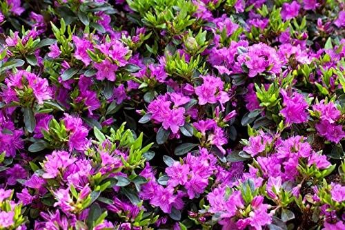 Azalee 'Königstein' 15-20 cm Topf Rhododendron obtusum winterhart immergrün | Rhododendron obtusum, kompakter Wuchs, violettpurpurne Blüten im Frühjahr, sonnig bis halbschattig, saurer Boden, winterhart