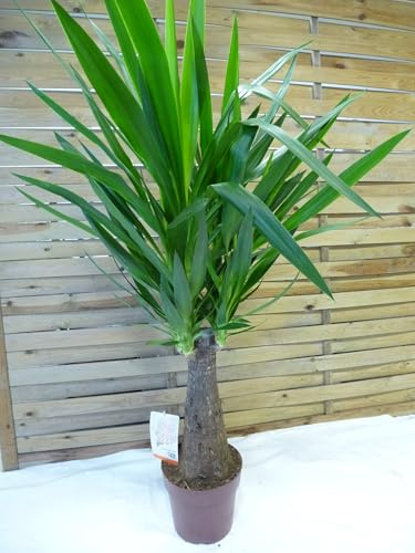 [Palmenlager] XL Yucca elephantipes Maya 120 cm - dicker Stamm - Yucca Palme - Zimmerpflanze