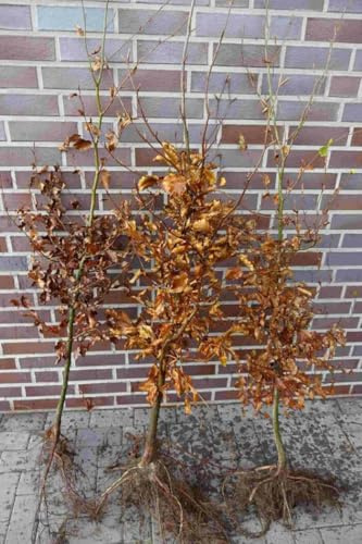 10st. Rotbuchen 60-80cm ohne Wurzel gemessen Gartenhecke Heckenpflanzen Fagus sylvatica Rotbuche Heckenpflanze