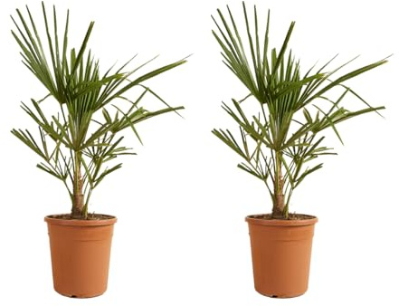 Bloomique - 2er-Set - Trachycarpus Fortunei - Chinesische Hanfpalme - Palmen Winterhart Draußen - Höhe 60-70 cm - Topf 21 cm