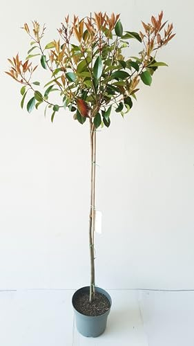 Photinia Glanzmispel Stämmchen, Red Robin, Rot-Grün, Immergrün, 120-130 cm