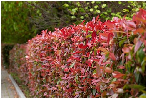Stauden Gänge 10 x Photinia fraseri 'Red Robin' (Gehölz/Heckenpflanze/Winterhart/Mehrjährig/Immergrün) Rote Glanzmispel - Strahlend rote Neuaustriebe, die begeistern - Blickfang