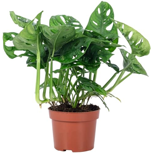 Fensterblatt - pflegeleichte Zimmerpflanze, Monstera 'Monkey' - Höhe ca. 25 cm,Topf-Ø 12 cm
