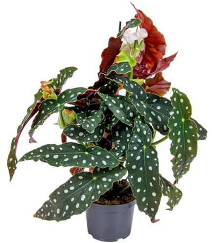 Bloomique - Begonia Maculata - Forellenbegonie - Punktpflanze - Zimmerpflanzen - Luftreinigend - Höhe 20-30 cm - Topf 12 cm