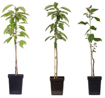 Plant in a Box - Apfelbäume - Set mit 3 Typen - Malus 'Braeburn', 'Golden Delicious', 'Malus Gala' - Obstbäume - Topf 9cm - Höhe 60-70cm