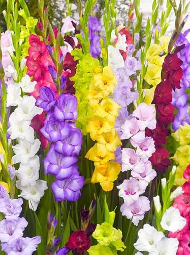 Gladiolen Blumenzwiebeln Winterhart Mix, Mehrjährige Schwertlilien Zwiebeln aus Holland, für Garten, Balkon, Beete und Töpfe (10, Gladiolen)