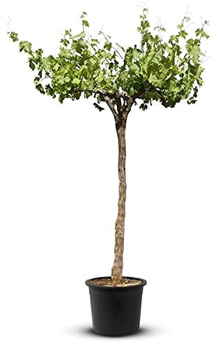 Tropictrees Weinrebe - Vitis Vinifera | Alter knorriger Weinstock mit Einer Höhe von 170 cm und einem Stammumfang von 18-22 cm | geliefert in hölzernem Weinfass…