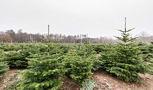 100st. Nordmanntanne 2-jährig 15-30cm inkl. Wurzel gemessen– Abies nordmanniana Jungpflanze | Immergrüner Nadelbaum für Weihnachtsbaum-Anzucht, Garten & Christbaumkultur | Wurzelware