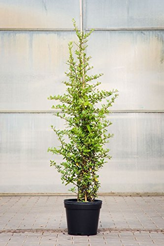 Pyracantha coccinea 'Red Column' 100–125 cm – Winterhart, Immergrün, Pflegeleicht – Feuerdorn – Heckenpflanze für Garten & Sichtschutz