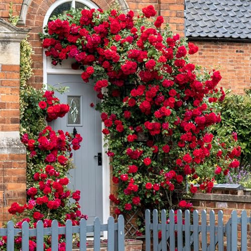 GardenersDream Rote Kletterrose – Winterharte und Pflegeleichte Getopfte Rose – Blühende Kletterpflanze für Wände, Pergolen & Zäune