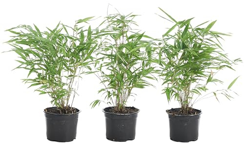 Bloomique - 3er Set - Fargesia Rufa - Bambuspflanze - Nicht ausbreitend - Winterhart - Immergrün - Gartenpflanzen - 20-30cm hoch - Topf 10cm