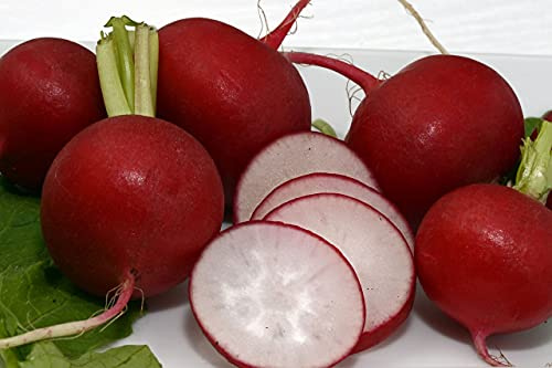 500 Kirsch-Rettichsamen - Nicht hohl - Knackig - Einfacher Anbau im Garten, auf Terrassen und Balkonen - 100% natürlich - Geschmacklich hochwertig - Garantiert keimfähig - 100% reproduzierbar