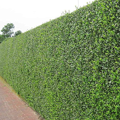Stauden Gänge 10 x Ligustrum ovalifolium (Gehölz/Heckenpflanze/Winterhart/Mehrjährig/Immergrün) Ovalblättriger Liguster - Immergrüne Eleganz für Hecken und Gärten - Top als Hecke