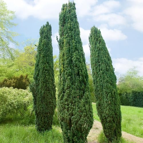 3er-Set Grüne-Säuleneibe, Taxus baccata Fastigiata Robusta, Höhe 40-50 cm