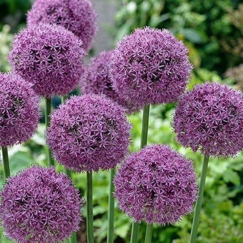 Allium Zwiebeln Winterhart Mehrjährig - Globemaster - 5 Blumenzwiebeln | Allium Giganteum Zwiebeln, Duftende Pflanzen aus Holland für Garten, Topf (große Knollen, kein Samen, nicht künstlich)