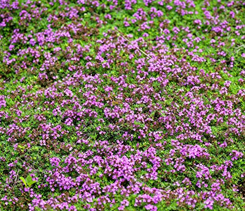 Sand-Thymian - Thymus serpyllum - 4000 Samen