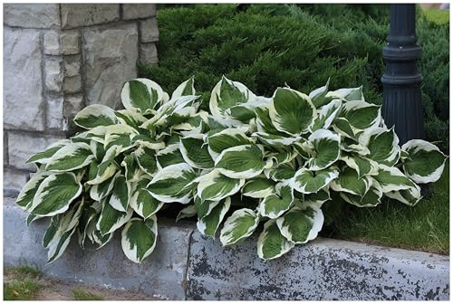 Stauden Gänge 1 x Hosta x fortunei 'Patriot' im 1 Liter Topf (Staude/Winterhart/Bodendecker/Mehrjährig) Weißrand-Funkie, Herzblatt-Lilie - Klare Kontraste für lebendige Schattenbeete