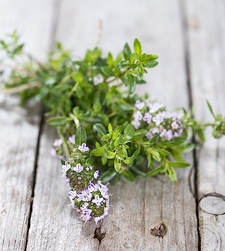 Bohnenkraut mehrjährig 250 x Samen 100% Natursamen aus Portugal handgepflückt
