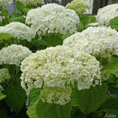 Ballhortensie 'Strong Annabelle' - Incrediball®