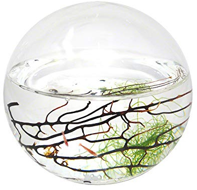 EcoSphere geschlossenes Aquatisches Ökosystem, Kugel 10cm