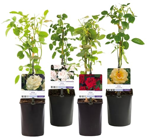 GreenboutiQ - Kletterrose - Rosa Rainbow - Blumen Rosa Weiß Gelb Rot - Wenig Pflege - 4 Pflanzen - Topf 11cm Höhe 40cm