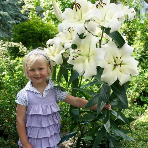 Lilien Zwiebeln Winterhart Mehrjährig - Pretty Woman Riesenlilien - 3 Stück - Exklusive Blumenzwiebeln aus Holland - Pflanzen für Garten und Topf (große Knollen, kein Samen, nicht künstlich)