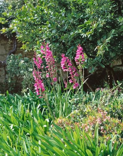 Gladiolus palustris 9x9 cm Topf – Winterhart, Mehrjährig – Sumpf-Gladiole – Staude für Teichrand & Feuchtbeet