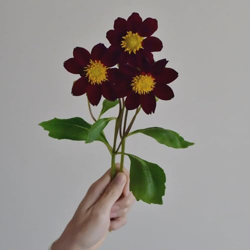 5zwiebeln dahlienknollen, winterhart wildblumen balkonblumen, deko zimmerbonsai gartenbedarf