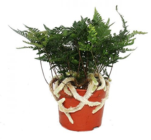 Tarantel-Farn, Vogelspinnen-Farn,Spinnenfarn, Humata tyermannii, Davallia, 12cm Topf
